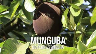 Miniatura do vídeo