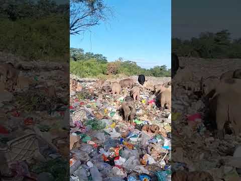 Basural inmenso en General Enrique Mosconi, Provincia de Salta.pt 2