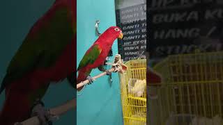 Download lagu cara mengajari Nuri merah (Halmahera Utara Tobelo )cepat berbicara 👍👍👍 dengan cepat mp3