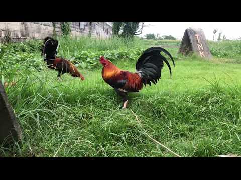 Dink 5k sweater | goldenboy sweater | kelso | boston roundhead | pure and crosses| Andronico