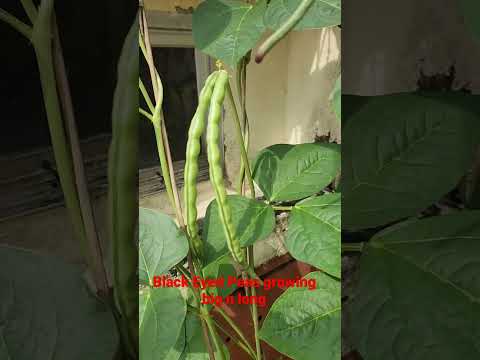 Black Eyed Peas growing fat n long after 41 days
