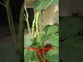 Black Eyed Peas Growing Fat N Long After 41 Days