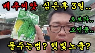 배추모종키우기 배추모종 물주는 방법