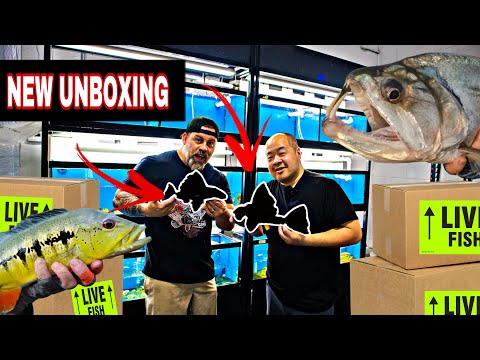 Unboxing LIVE Tropical Fish from SOUTH AMERICA! VAMPIRE FISH ARE AWESOME!!!