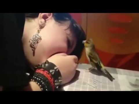 hybrid beautiful singing - goldfinch x canary