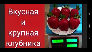 Клубника Галя Чив: описание, характеристики, выращивание, фото и отзывы