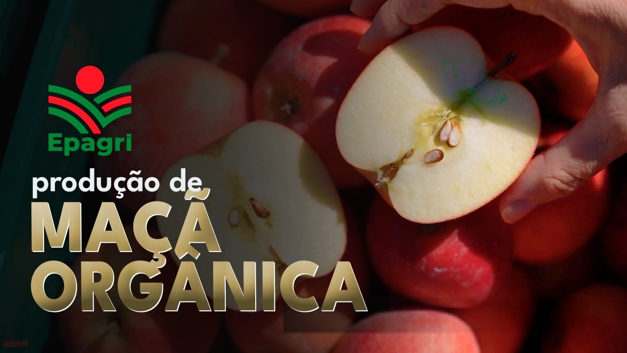 Cultivo de maçã orgânica: qual variedade escolher