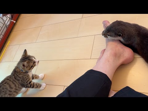 子猫に少しずつ歩み寄ろうと様子を見られるカワウソ Kitten trying to walk up to an otter