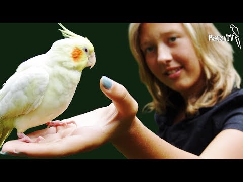 Choosing Your Parrot – what Parrots not to Buy?