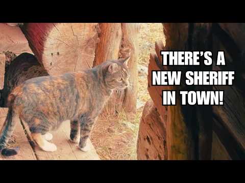 Barn cat patrols her 150 year old homestead! ~ Tiny is FREE!