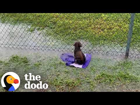 Puppy Abandoned On A Baseball Field Gets So Wiggly Opening Presents | The Dodo
