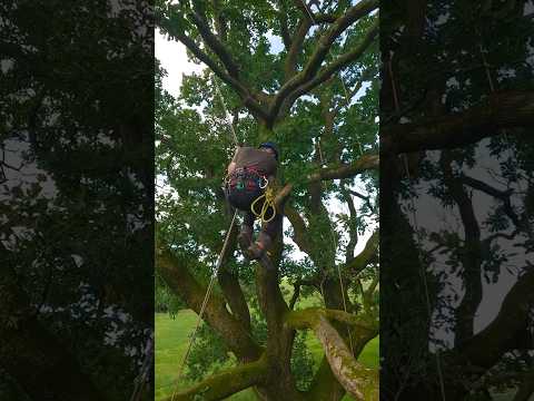 Big tree jump. ​⁠@mickarblife #arborist #treeclimbing #trees