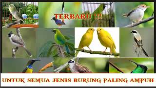 Download lagu Suara pikat untuk semua jenis burung paling ampuh terbaru ! Durasi panjang mp3