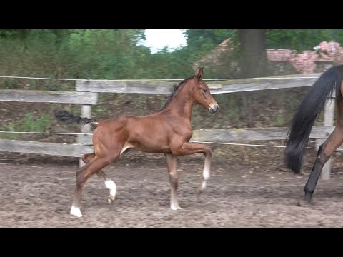 *2020 Stute von Kjento - Royal Dance SOLD!!!