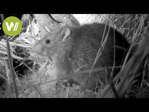 サウスジョージア州でのネズミ狩り - 世界最大のネズミ駆除ミッション