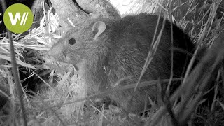Rat hunting on South Georgia - The largest rat eradication mission in the world