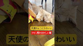 it's a cat.猫だらけ。寝顔は天使な猫なのに、、、#多頭飼い #猫のいる暮らし #茶トラ#shorts #ねこのいる生活