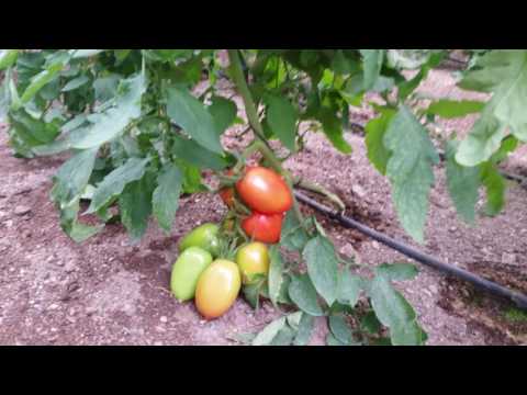 Tomate granoval  campaña 2016/2017