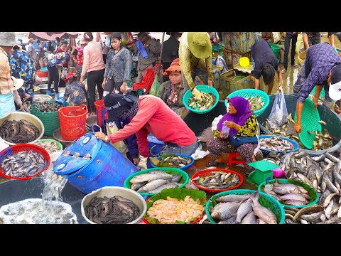 Cambodian Street Food Compilation - Fish Distribution sites, Fresh Market Food, & Lunch