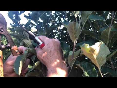 Summer Pruning an Apple Tree to Thwart Excess Vigor