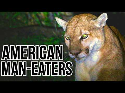 Ranking 7 North American Predators Based On How Likely They Are To Become Man-Eaters