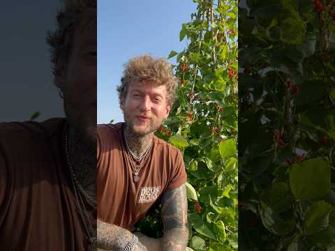 Don’t Pull up your Runner Beans! 🌱🫘 #gardeningtips #growyourownfood #homegardening