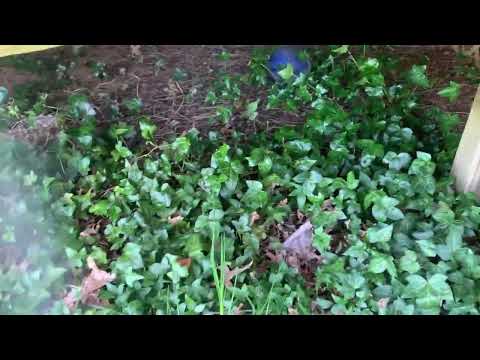 Treating for Mosquitoes Under the Deck in Kendall Park, NJ