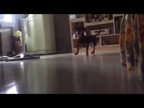 My Duchshund  dog slow motion |JUNJUN