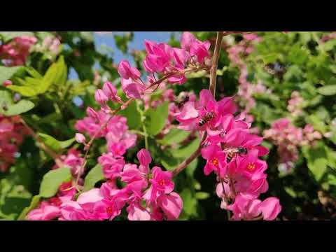 Garden views with soothing music for stress relief| sleeping|#nature #stressfree #music #relax