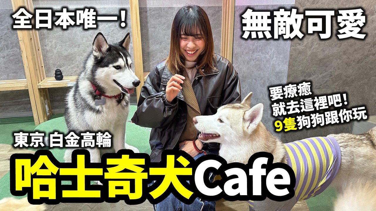 全日本唯一！東京無敵可愛哈士奇犬Cafe｜要療癒就去這裡吧！｜HUSKY CAFE TOKYO