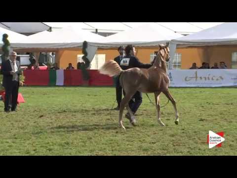 N.112 RK ANDRA - Arezzo 2015 - Futurity Fillies (Class 13)