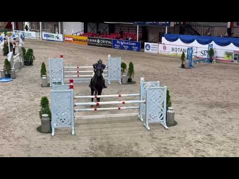 Sligo Cavalier Candy - Stallion at stud - Image 2