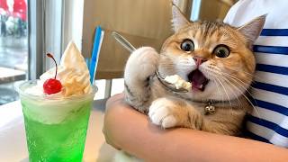 かわいい犬と猫の最高の瞬間！思わず笑ってしまう🐶🐱