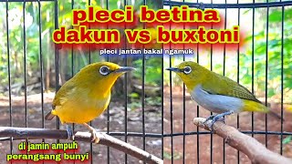 Download lagu Pleci Betina Memanggil Jantan || Pleci Betina Bersahutan Memancing Bunyi Pleci Jantan mp3 Download lagu Pleci Betina Memanggil Jantan || Pleci Betina Bersahutan Memancing Bunyi Pleci Jantan mp3