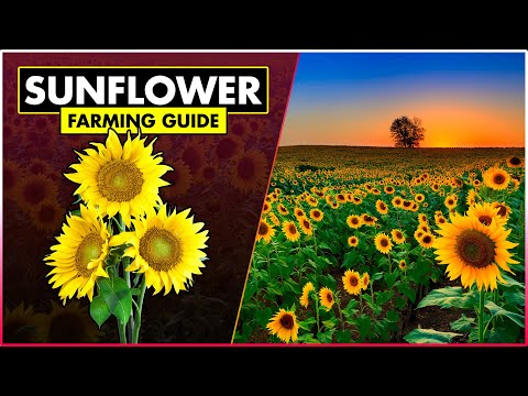 Sunflower Farming (Complete Guide) | Step-by-Step Tutorial for Growing and Harvesting Sunflowers