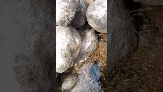 Download lagu Mancing ikan lohan waduk kalibening mancing di celah bebatuan dapet ikan mp3