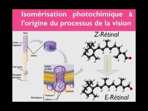 pourquoi la rhodopsine est rouge