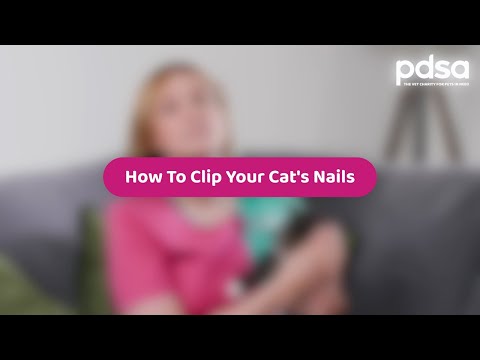 How To Trim Your Cat's Claws | Pet Health Advice