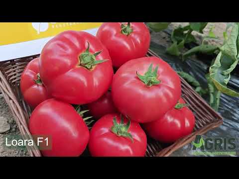 Loara F1 - Cultura de tomate roz în Tărcaia, Jud. Bihor