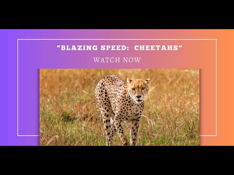 Incredible Speed: Witness the Cheetah's Lightning Fast Sprint!"