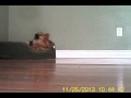 Funny Howling Dog Caught On SpyCam
