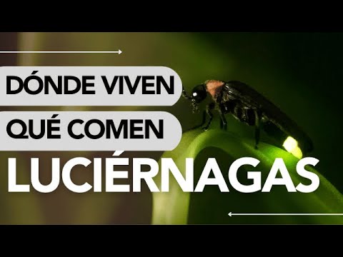 Dónde VIVEN las LUCIÉRNAGAS y QUÉ COMEN 😮 ¡Por este MOTIVO HACEN LUZ!
