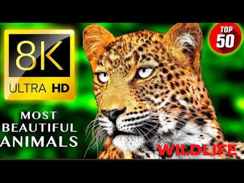 top 50 beautiful Animals 8kHD Ultra So Amezing with relaxing music