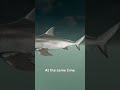 How Bull Sharks Survive In Freshwater