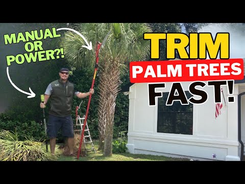 image-Can palm trees be in full sun?