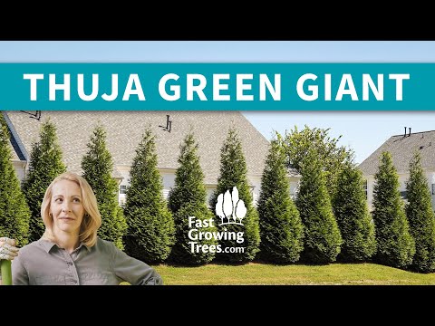 Thuja Green Giant Arborvitae | Fast Growing Trees