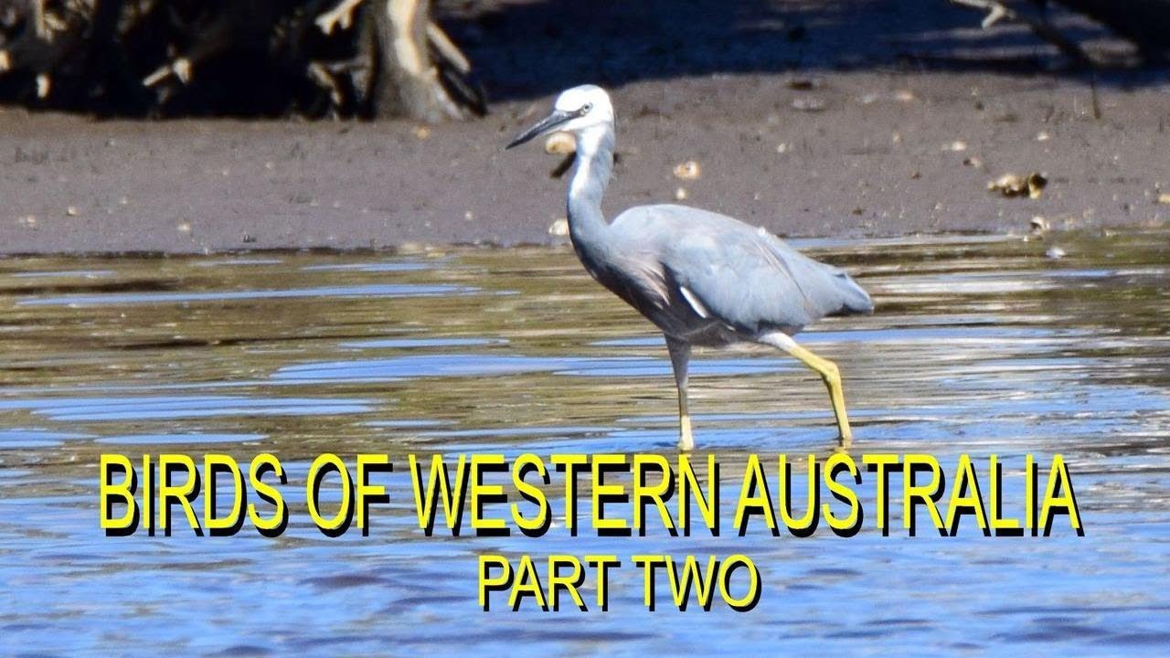 Watch video Birds of Western Australia - Part Two Now Birds of Western Australia - Part Two