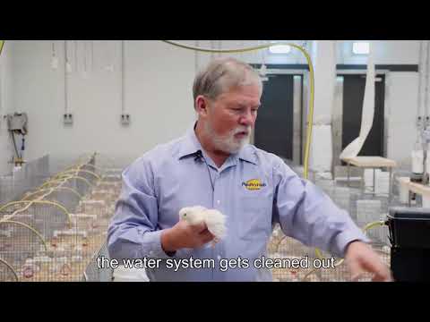 The Importance of Clean Water for Growing Chicks