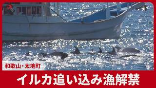 イルカ追い込み漁解禁  和歌山・太地町