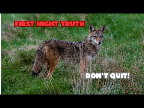 First Time Night Hunting Coyotes? Do This Instead